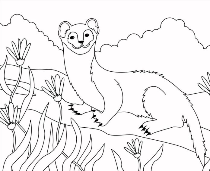 Livro online para colorir Weasel em um prado