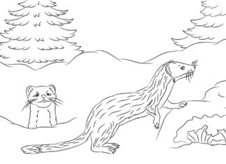 Livro online para colorir Weasels in the forest