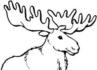Online coloring book Moose with beautiful antlers