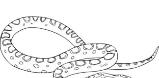 Pequeña anaconda en línea para colorear