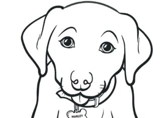 Online coloring book A little dog with a collar