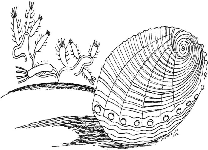 Online coloring book Clam on the bottom of the sea