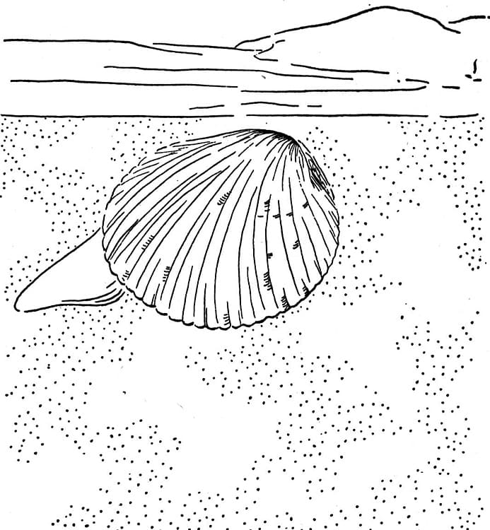 Online-Malbuch Muschel auf dem Sand