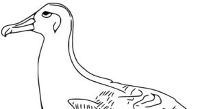 Livro online para colorir Foto de um albatroz
