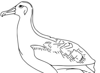 Online coloring book Picture with albatross