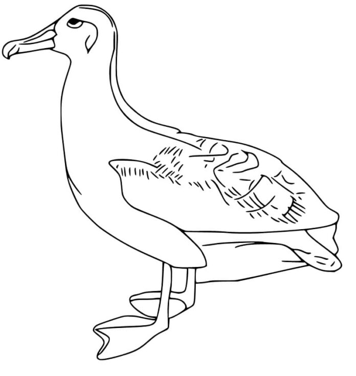 Online coloring book Picture with albatross