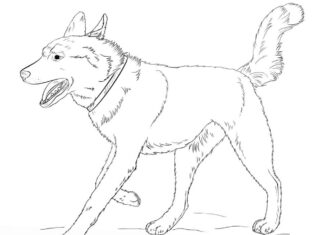 Online värityskirja Husky koira juoksemassa