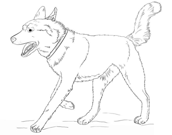Online színező könyv Husky kutya a futáson