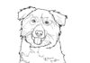 Libro para colorear en línea del perro Border Collie