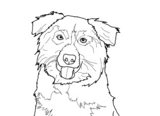 Online-Malbuch Border Collie Hund