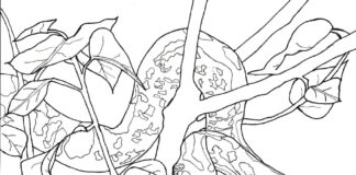 Online coloring book Hunting an anaconda from a tree