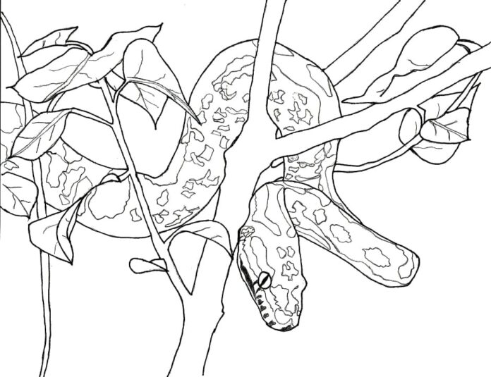 Livro colorido on-line Anaconda caça de uma árvore