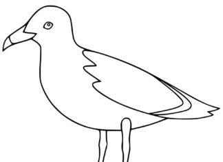 Kolorowanka online Ptak Albatros dla dzieci