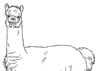 Livro online para colorir Alpaca realista