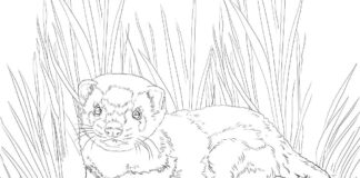 ONLINE Coloring Book Realistic Ferret in the Grass