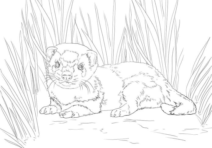 ONLINE Coloring Book Realistic Ferret in the Grass