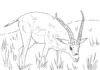 Online-Malbuch Realistische Gazelle frisst Gras