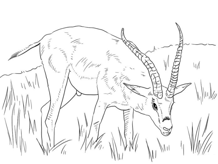 Online maľovanka Realistická gazela žerie trávu