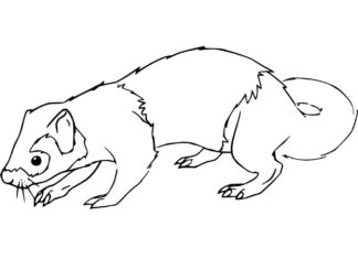 Online coloring book Realistic Weasel