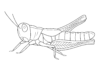 Realistic Grasshopper printable coloring book for kids