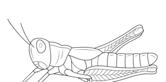 Realistic Grasshopper printable coloring book for kids