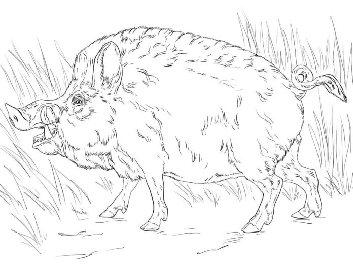 Online coloring book Realistic wild boar in the grass