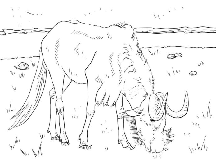 Online coloring book Realistic wildebeest eat grass