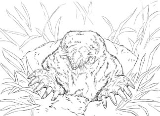 Online coloring book Realistic mole in a mound