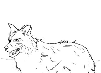 Online Coloring Book Realistic Border collie dog