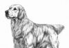 Libro para colorear online Perro realista Golden retriever