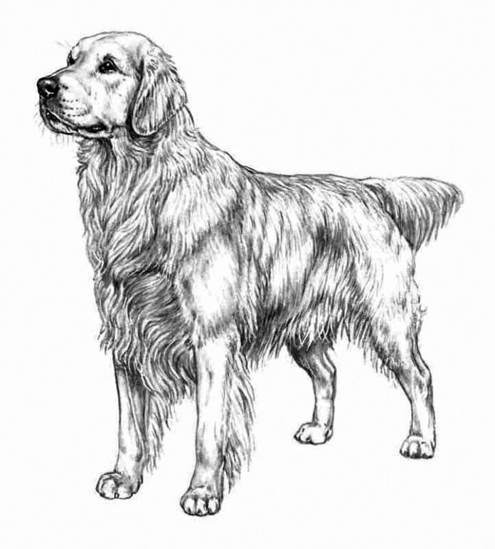 Online Coloring Book Realistic Golden retriever dog