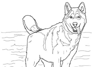 Färgbok på nätet Realistisk Husky-hund