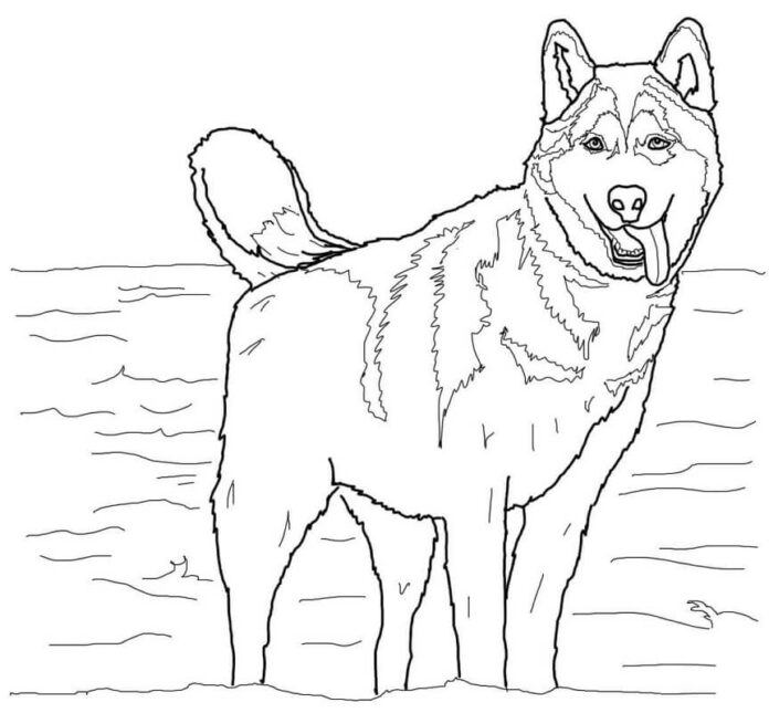 オンライン塗り絵 リアルなハスキー犬