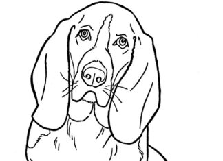 Livre de coloriage en ligne Chien beagle réaliste