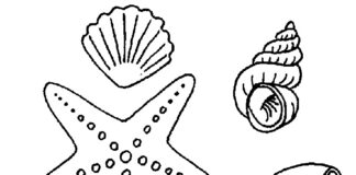 Online coloring book Different shells from the sea