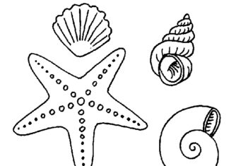 Online coloring book Different shells from the sea