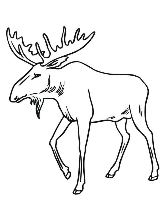 Online coloring book Male moose