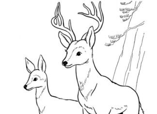 Coloring Book Deer in the Woods to Print