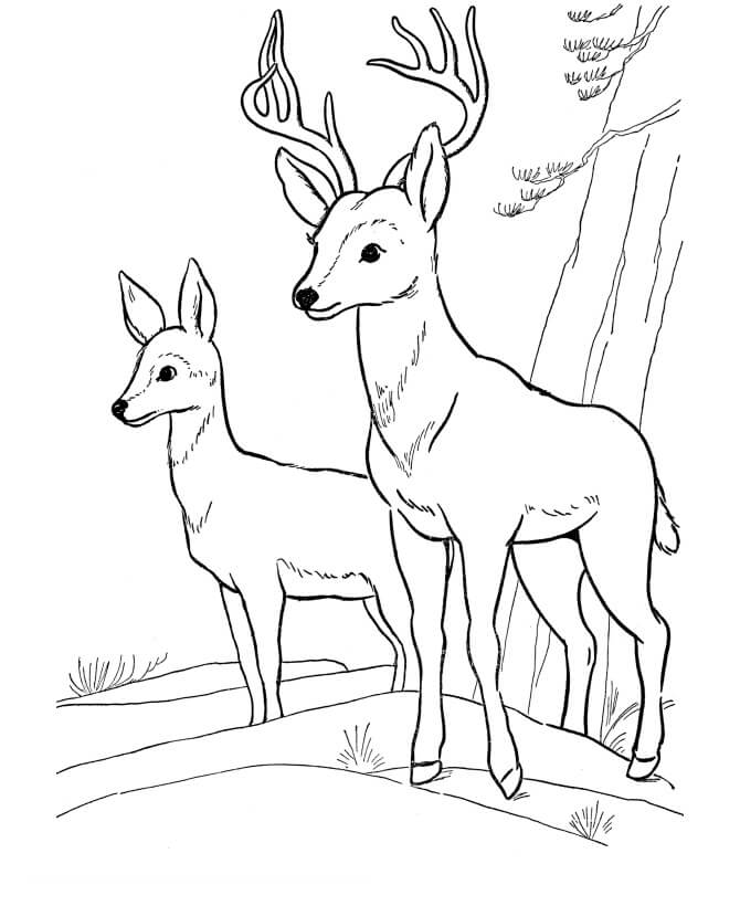 Malbuch Hirsche im Wald zum Ausdrucken
