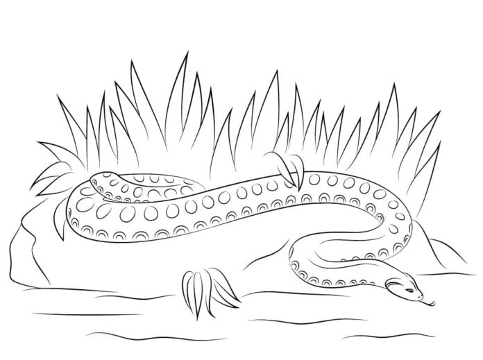 Online coloring book Snake goes to water