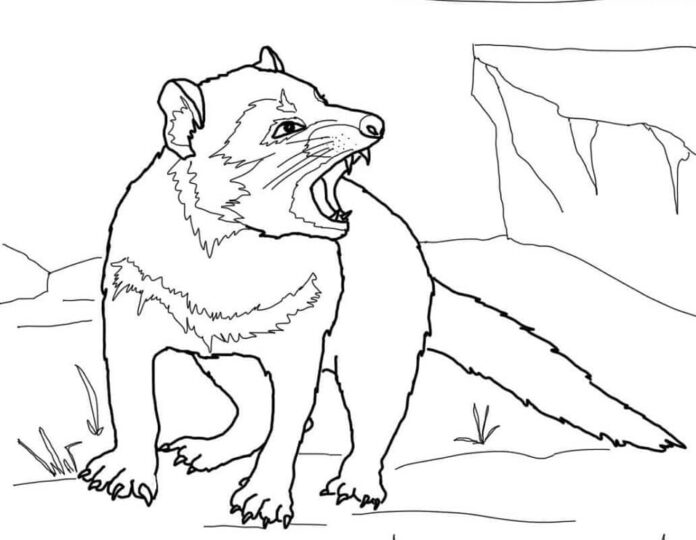 Online coloring book The frightened Tasmanian devil