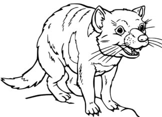 ONLINE värityskirja Funny Tasmanian Devil (Tasmanialainen paholainen)