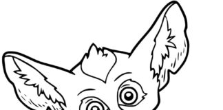 Online coloring book Funny fennec for kids