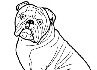 Färgbok online Överraskad tecknad bulldogg