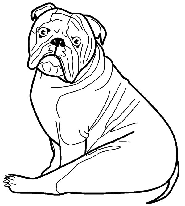 Online värityskirja Yllätetty sarjakuva bulldoggi