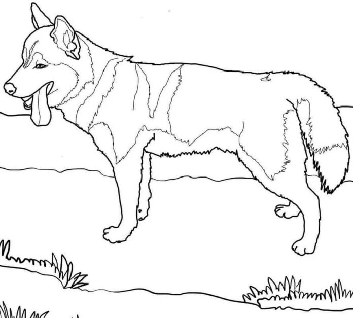オンライン塗り絵 Tired husky dog