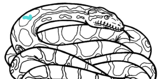 Online coloring book Curled up anaconda snake
