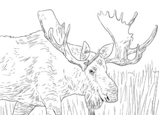 Online coloring book moose in the grass