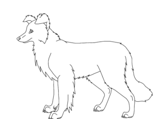 Online coloring book Border collie for kids