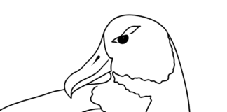Farvelægningsbog med albatros-fugle til børn til udskrivning